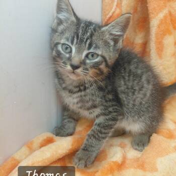 Thomas -  Domestic Short Hair Cat for Adoption in New Tazewell, Tennessee - Thomas | PetCurious