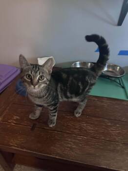 Joshua -  Tabby and Domestic Short Hair Cat for Adoption in Cincinnati, Ohio - Joshua | PetCurious