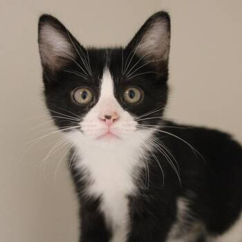 Little Foot -  Domestic Short Hair Cat Available for Adoption in Champaign, Illinois - Little Foot | PetCurious