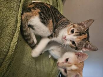 Rescue Domestic Short Hair Cats for Adoption in Central City, Kentucky - Willow & Xander | PetCurious