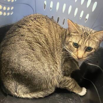 Domestic Short Hair Cats Available for Adoption in Columbus, Georgia - Kevin | PetCurious