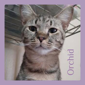 ORCHID -  Tabby Cat for Adoption in Lawton, Oklahoma - ORCHID | PetCurious