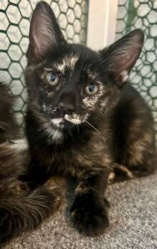 Birdie -  Domestic Short Hair Cat for Adoption in Cottonwood, Arizona - Birdie | PetCurious