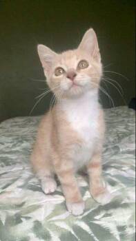 Rescue Domestic Short Hair Cats for Adoption - Nubs | PetCurious