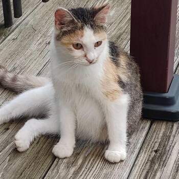 FOUND MABEL -  Domestic Short Hair Cat for Adoption in Rochester, Minnesota - FOUND MABEL | PetCurious