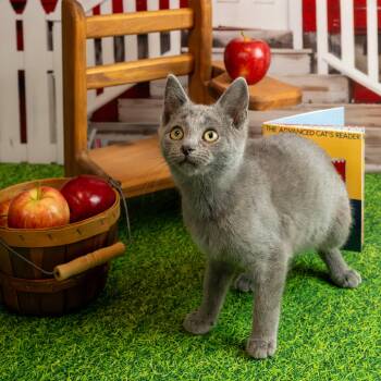 Smitty -  Domestic Short Hair Cat for Adoption in Lapeer, Michigan - Smitty | PetCurious