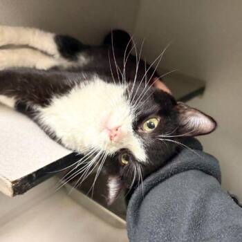 GETO -  Domestic Short Hair Cat for Adoption in Aurora, Colorado - GETO | PetCurious