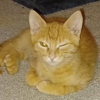 Garfield -  Domestic Short Hair Cat for Adoption - Garfield | PetCurious