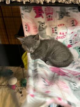 Adeline -  Domestic Short Hair Cat for Adoption in Minneapolis, Minnesota - Adeline | PetCurious