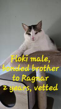 Rescue American Shorthair Cats for Adoption in Lexington, South Carolina - Floki & Ragnar | PetCurious