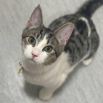 Crayon -  Domestic Short Hair Cat Available for Adoption in Port Washington, New York - Crayon | PetCurious