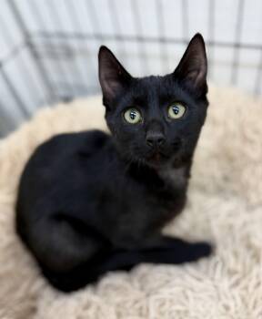 Cedar -  Domestic Short Hair Cat for Adoption in Sonora, California - Cedar | PetCurious