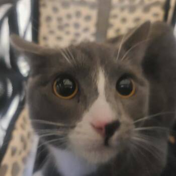 Domestic Short Hair Cats Available for Adoption in Hemet, California - Eloise | PetCurious