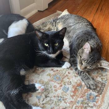 Rescue Domestic Short Hair Cats for Adoption in Buffalo, New York - Cliff & Jackson | PetCurious