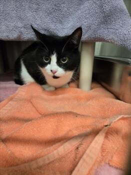 MINX -  Domestic Short Hair Cat for Adoption in Derwood, Maryland - MINX | PetCurious