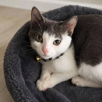 Arielo -  Domestic Short Hair Cat for Adoption in South Miami, Florida - Arielo | PetCurious