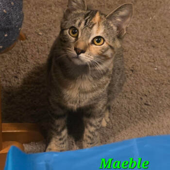 Rescue Domestic Short Hair Cats for Adoption in Saint Paul, Minnesota - Maeble | PetCurious