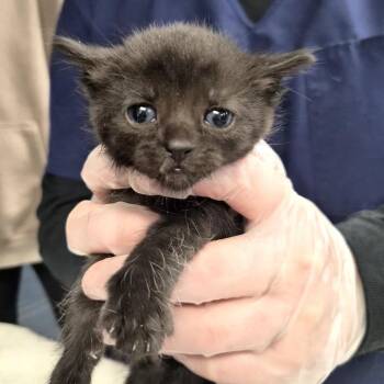Domestic Short Hair Cats Available for Adoption in Vineland, New Jersey - Milky-Way | PetCurious