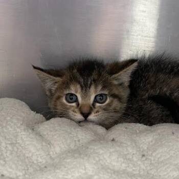 Cassandra -  Domestic Short Hair Cat for Adoption in Jeffersonville, Indiana - Cassandra | PetCurious