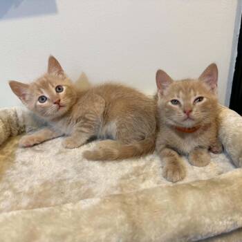 Sunny (must adopt with Benedict) -  Tiger Cat for Adoption in New Bedford, Massachusetts - Sunny (must Adopt With Benedict) | PetCurious