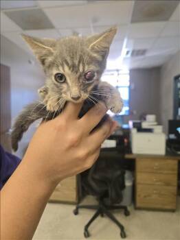 DEE -  Domestic Short Hair Cat for Adoption in Conroe, Texas - DEE | PetCurious