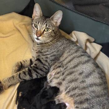 Lulu Mama -  Domestic Short Hair Cat for Adoption in Tustin, California - Lulu Mama | PetCurious