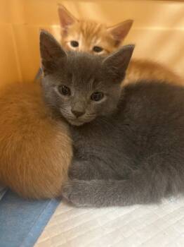 Abyssinian Cats Available for Adoption in Winder, Georgia - 2026-05-077 | PetCurious