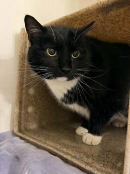 Domestic Short Hair Cats Available for Adoption in Hagerstown, Maryland - CHICAGO | PetCurious