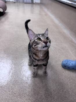 Domestic Short Hair Cats Available for Adoption in Brick Township, New Jersey - Smokey | PetCurious