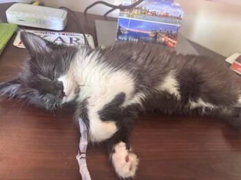 Orpheus -  Domestic Medium Hair Cat for Adoption in Millcreek, Utah - Orpheus | PetCurious