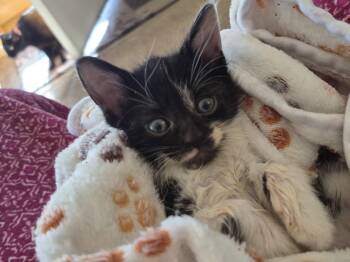 Domestic Medium Hair Cats Available for Adoption in Livonia, Michigan - C319 Litter Cricket | PetCurious