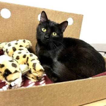 Domestic Short Hair Cats Available for Adoption - Warren | PetCurious