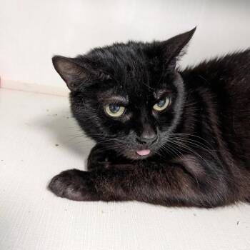 Rescue Domestic Short Hair and Tabby Cats for Adoption in Shippenville, Pennsylvania - Tootie Fields | PetCurious
