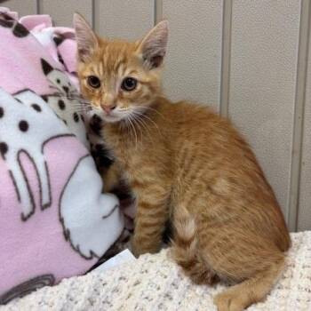 Domestic Short Hair Cats Available for Adoption in Long Beach, California - Wally | PetCurious