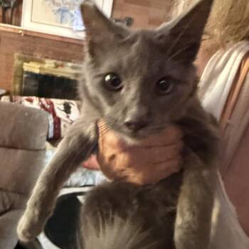 Sterling -  Russian Blue Cat for Adoption in Las Vegas, Nevada - Sterling | PetCurious