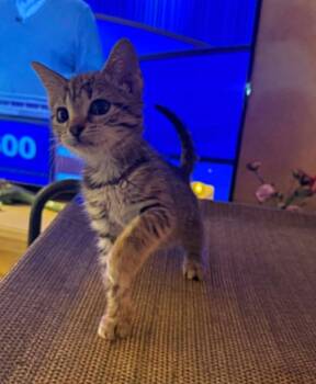 Catbird -  Domestic Short Hair Cat for Adoption in Milton, Delaware - Catbird | PetCurious