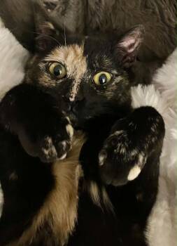 Tortoiseshell Cats Available for Adoption in Anchorage, Alaska - Gidget | PetCurious