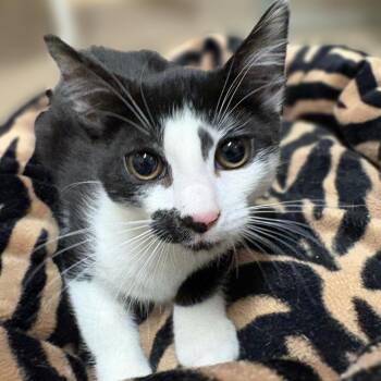 Domestic Long Hair Cats Available for Adoption in East Hampton, New York - Waffle | PetCurious