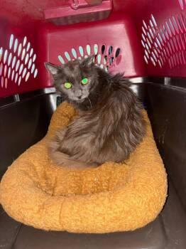 Jewel -  Domestic Long Hair Cat for Adoption in Pine Grove, Pennsylvania - Jewel | PetCurious
