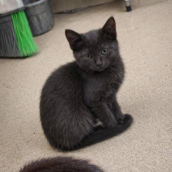 Templeton -  Domestic Short Hair Cat for Adoption in Nashville, Tennessee - Templeton | PetCurious