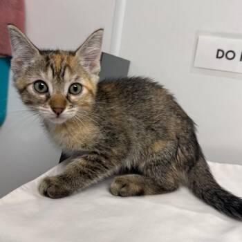 Cortadito -  Domestic Short Hair Cat for Adoption in West Palm Beach, Florida - Cortadito | PetCurious