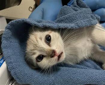 ORANGE BLOSSOM -  Domestic Short Hair Cat for Adoption in Long Beach, California - ORANGE BLOSSOM | PetCurious
