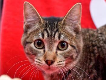 Domestic Short Hair Cats Available for Adoption - Munising | PetCurious