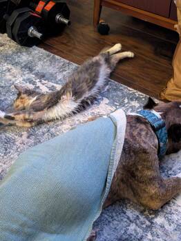 Domestic Medium Hair and Domestic Short Hair Cats Available for Adoption - Iris | PetCurious