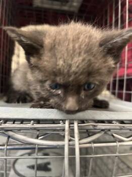 Domestic Short Hair Cats Available for Adoption in Las Vegas, Nevada - SPIKE DA DRAGON | PetCurious