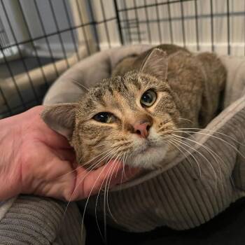Domestic Short Hair Cats Available for Adoption - Aubrey | PetCurious