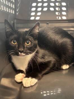 Coby -  Domestic Short Hair Cat for Adoption in West Chester, Pennsylvania - Coby | PetCurious