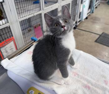 Blazer -  Domestic Short Hair Cat for Adoption in Raleigh, North Carolina - Blazer | PetCurious