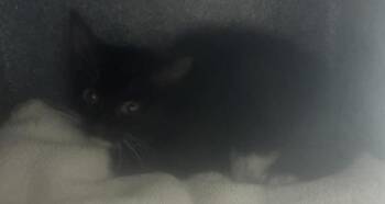 Socks -  Domestic Short Hair Cat for Adoption in Salt Lake City, Utah - Socks | PetCurious