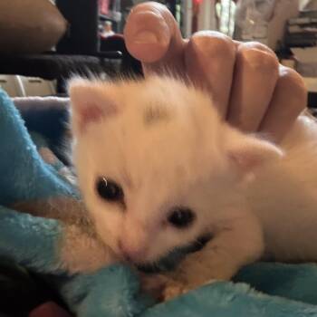 Q -  Domestic Short Hair Cat Available for Adoption in Houston, Texas - Q | PetCurious
